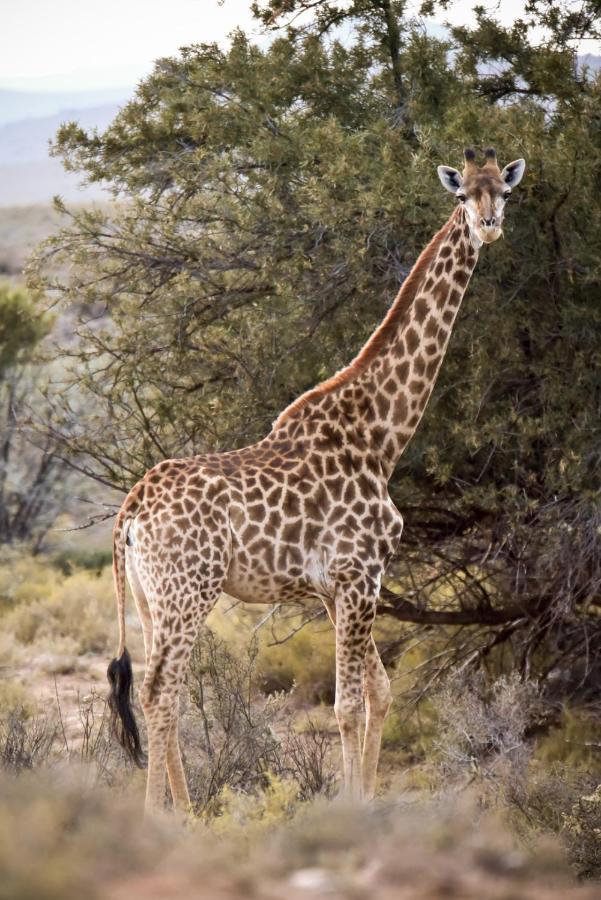 Mont Eco Game Reserve Монтегю Екстер'єр фото