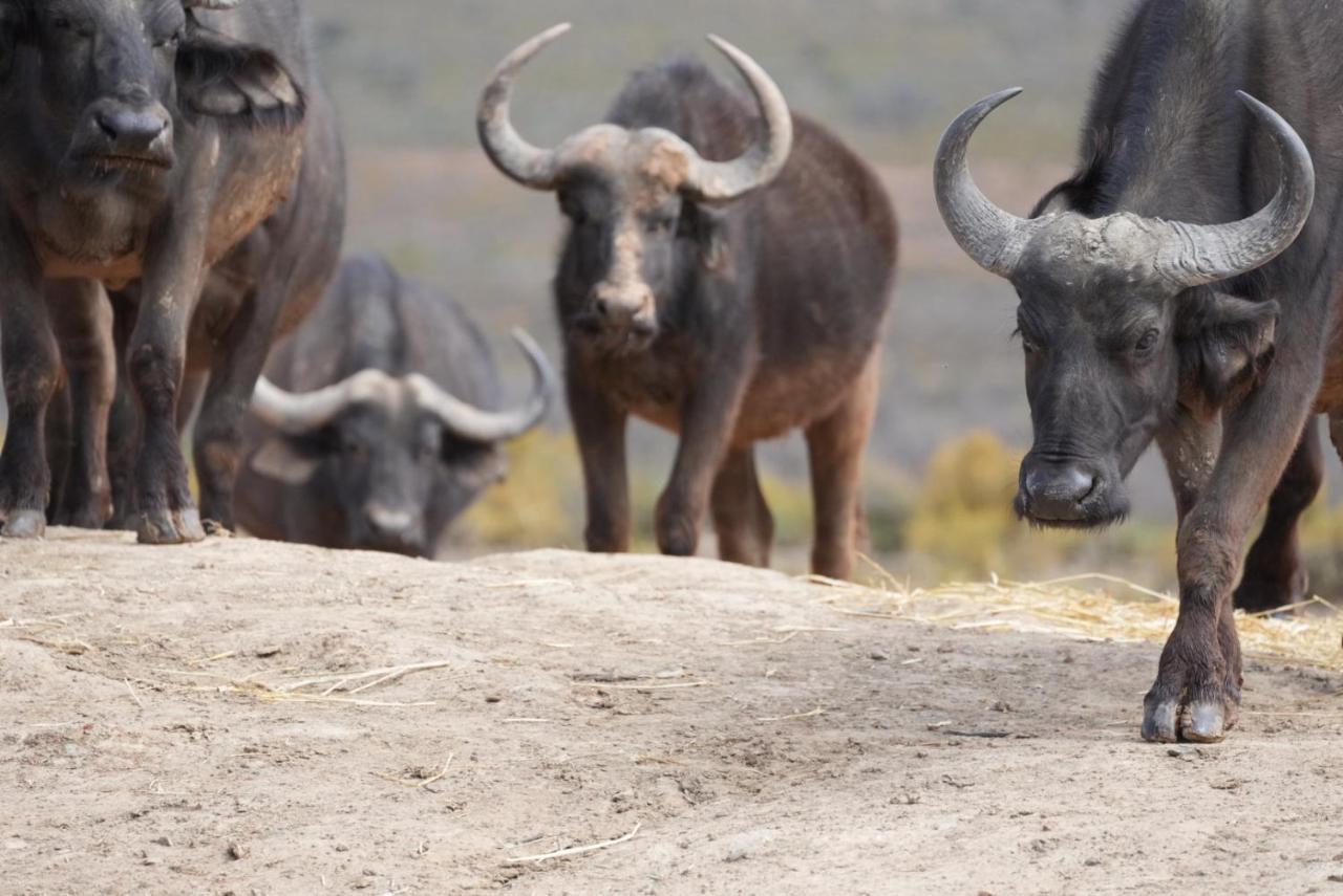 Mont Eco Game Reserve Монтегю Екстер'єр фото