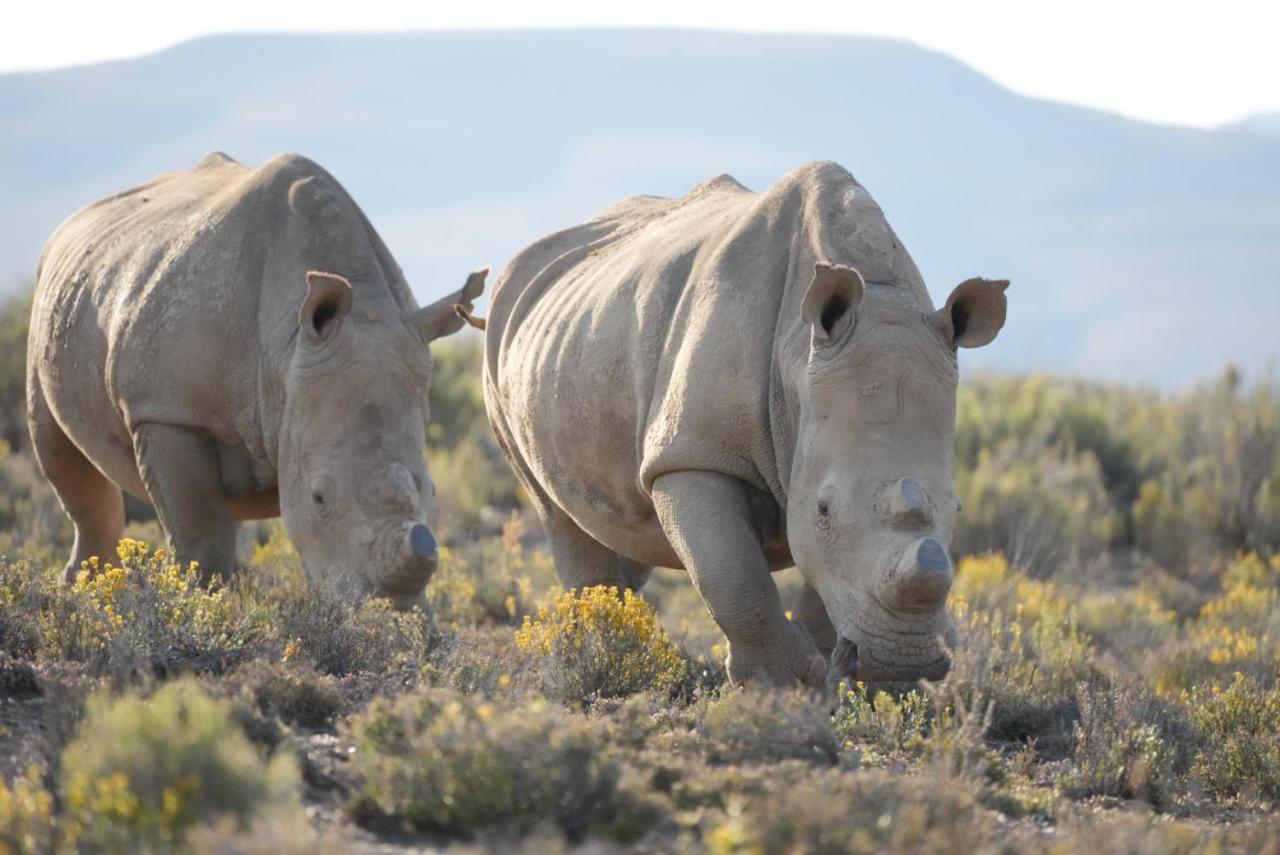 Mont Eco Game Reserve Монтегю Екстер'єр фото