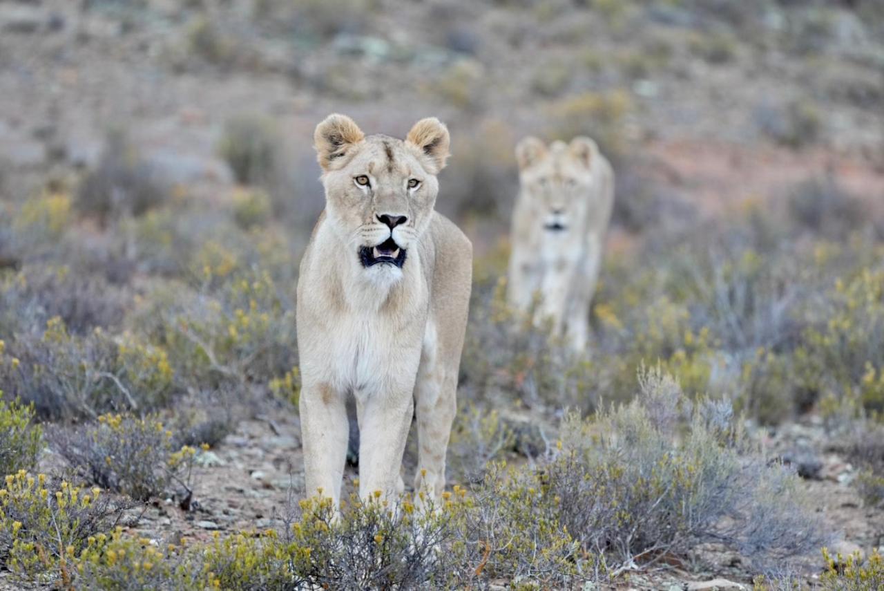 Mont Eco Game Reserve Монтегю Екстер'єр фото