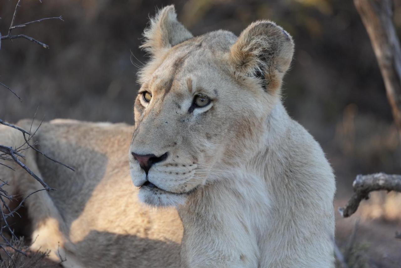 Mont Eco Game Reserve Монтегю Екстер'єр фото