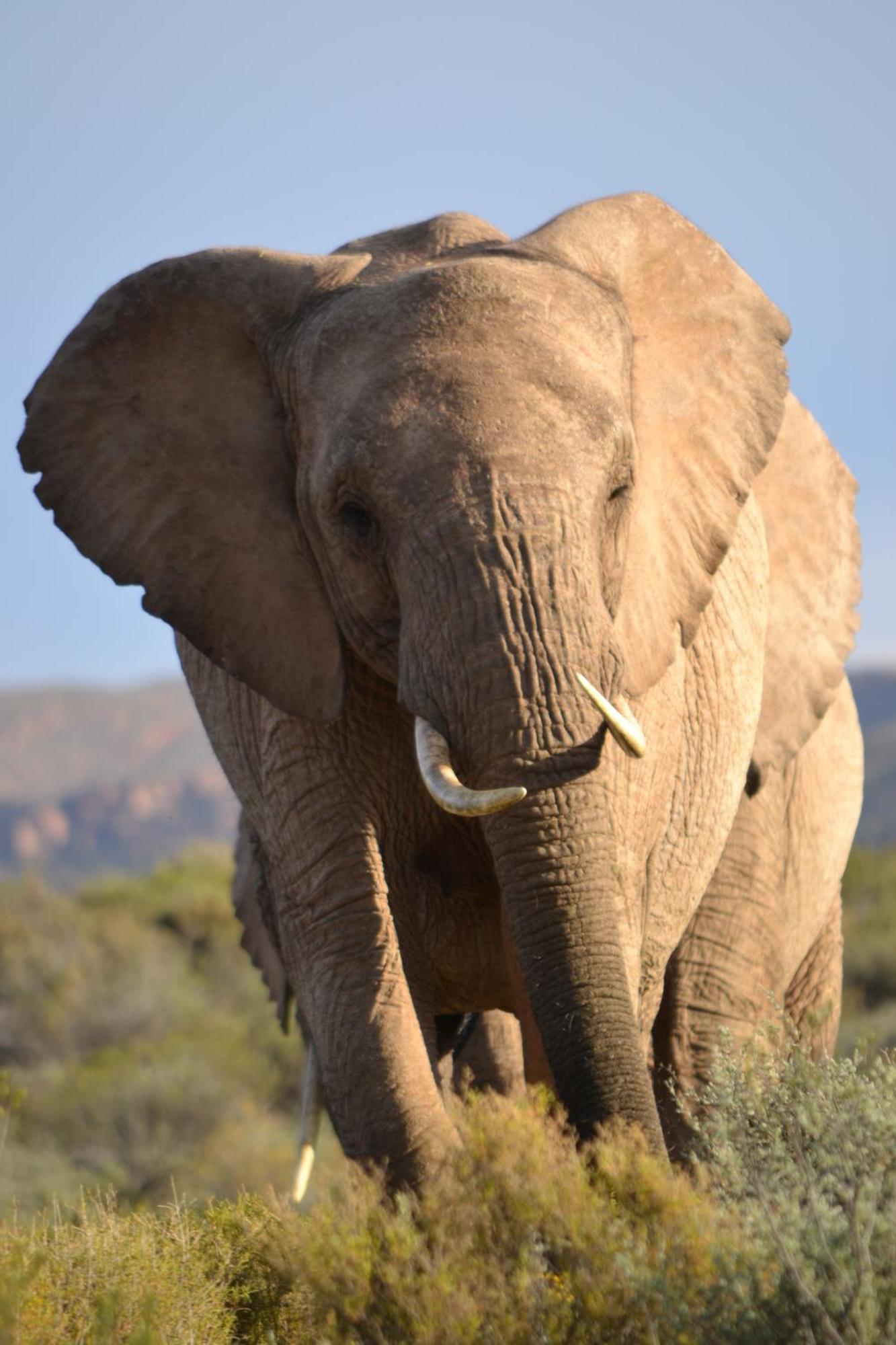 Mont Eco Game Reserve Монтегю Екстер'єр фото