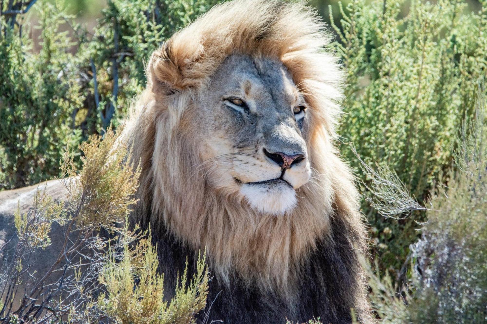 Mont Eco Game Reserve Монтегю Екстер'єр фото